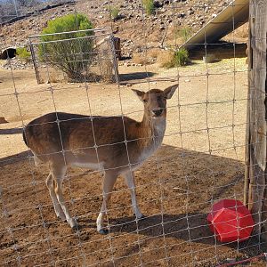 Out of Africa Wildlife Park (2021) - Uncertain ungulate