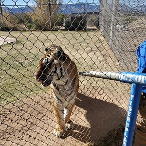 Out of Africa Wildlife Park (2021) - Tiger feeding after show