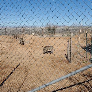 Out of Africa Wildlife Park (2021) - Warthog