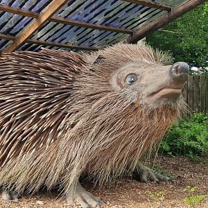 Shuffles the Hedgehog