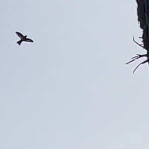 Mahé - Seychelles swiftlet (!)