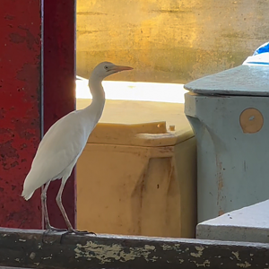 Mahé - Cattle egret