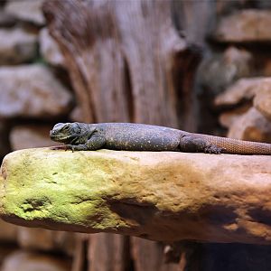 Common Chuckwalla