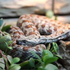 Turanian Viper (Macrovipera lebetina)