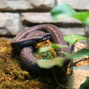 Caucasian Viper (Vipera kaznakovi)