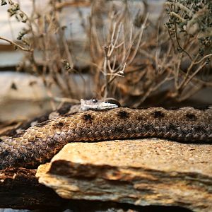 Lataste's Viper (Vipera latastei)