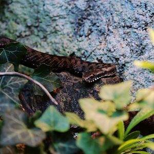 Nikolsky's Viper (Vipera nikolskii)