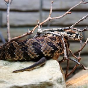 Palestine Viper (Vipera palaestinae)