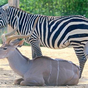 Greater kudu & maneless zebra; Colchester; 6th May 2022
