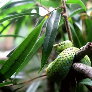 Rowley's Palm Pit Viper (Bothriechis rowleyi)
