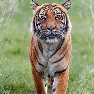 Malayan Tiger - Sahaja / 7-5-22 / Hamerton