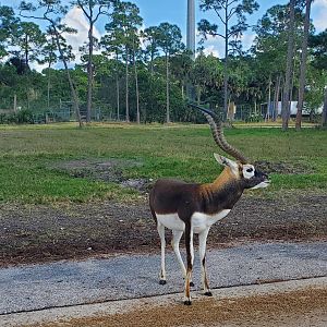 Lion Country Safari, Loxahatchee FL (2021) - Blackbuck