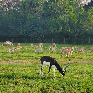 Lion Country Safari, Loxahatchee FL (2021) - Blackbuck herd