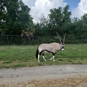 Lion Country Safari, Loxahatchee FL (2021) - Gemsbok