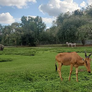Lion Country Safari, Loxahatchee FL (2021) - Hartebeest