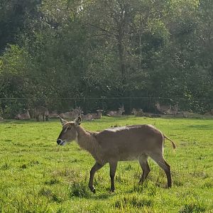 Lion Country Safari, Loxahatchee FL (2021) - Waterbuck