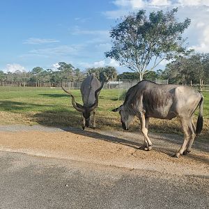 Lion Country Safari, Loxahatchee FL (2021) - Blue Wildebeest and Greater Kudu