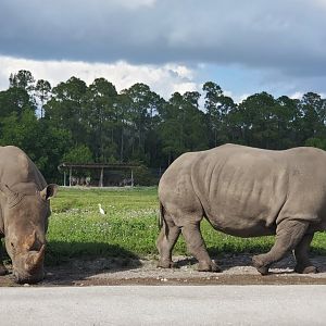 Lion Country Safari, Loxahatchee FL (2021) - White Rhinoceros