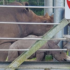 Lion Country Safari, Loxahatchee FL (2021) - White Rhinoceros Calf