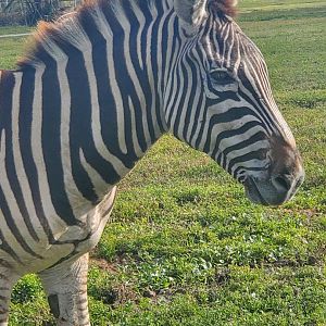 Lion Country Safari, Loxahatchee FL (2021) - Plains Zebra