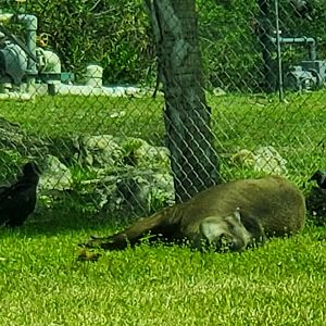 Lion Country Safari, Loxahatchee FL (2021) - Brazilian Tapir