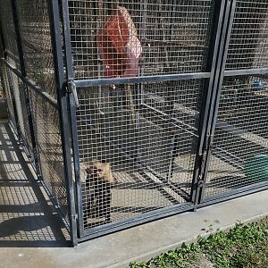 Arnold's Wildlife Rehabilitation (2021 - NOW CLOSED DOWN) - White-faced Capuchin