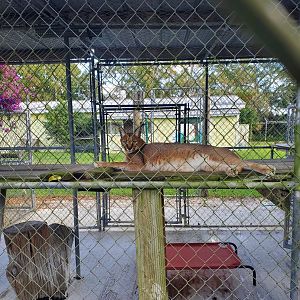 Arnold's Wildlife Rehabilitation (2021 - NOW CLOSED DOWN) - Caracal