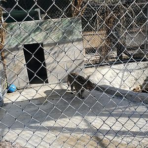 Arnold's Wildlife Rehabilitation (2021 - NOW CLOSED DOWN) - Fishing Cat
