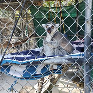 Arnold's Wildlife Rehabilitation (2021 - NOW CLOSED DOWN) - Ringtail Lemur