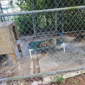 Arnold's Wildlife Rehabilitation (2021 - NOW CLOSED DOWN) - Serval