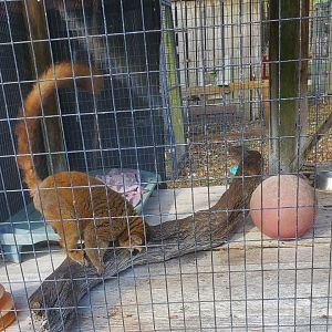 Arnold's Wildlife Rehabilitation (2021 - NOW CLOSED DOWN) - Brown Lemur