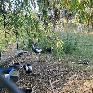 Arnold's Wildlife Rehabilitation (2021 - NOW CLOSED DOWN) - Crowned Crane and Ducks