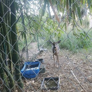 Arnold's Wildlife Rehabilitation (2021 - NOW CLOSED DOWN) - White-tailed Deer