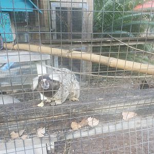 Arnold's Wildlife Rehabilitation (2021 - NOW CLOSED DOWN) - Common Marmoset