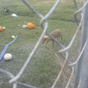 Arnold's Wildlife Rehabilitation (2021 - NOW CLOSED DOWN) - Reeve's Muntjac