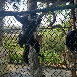 Arnold's Wildlife Rehabilitation (2021 - NOW CLOSED DOWN) - Black-white Ruffed Lemur