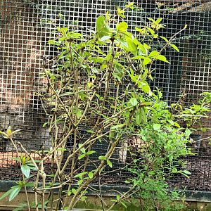 Pheasant Aviary Example
