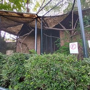 Lady Amhersts Pheasant Aviary