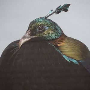 Himalayan monal