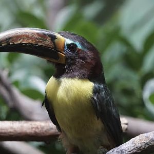 Lettered aracari