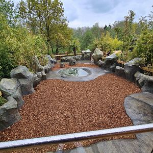 Pygmy hippo outdoor exhibit, Colchester Zoo