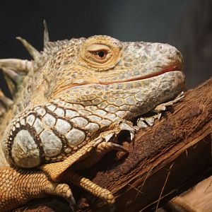 Green iguana