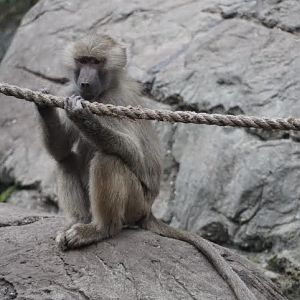 Juvenile hamadryas baboon