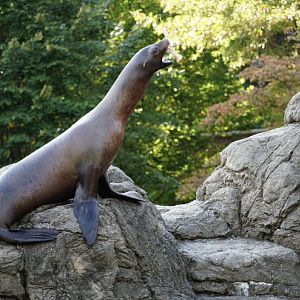 California sea lion catching fish