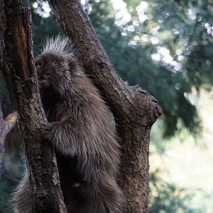 North American porcupine