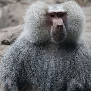 Hamadryas baboon