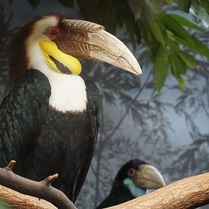 Wreathed hornbills