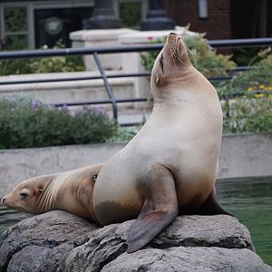 California sea lions