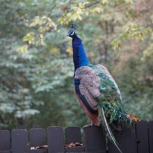 Indian peafowl