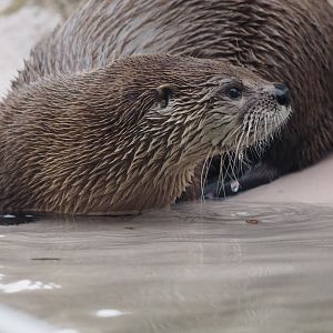 North American river otter